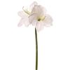 ARPIMEX Amarillys H 65 Cm Bianco