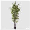 EDG Enzo De Gasperi Bamboo con Vaso H 240 cm Colore Verde Scuro e Chiaro
