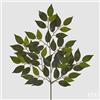 EDG Enzo De Gasperi Ficus Chic H 50 Cm Colore Verde