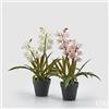 EDG Enzo De Gasperi Orchidea Cymbidium con Vaso H 54 Cm Bianca o Rosa 1 Pz