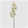 EDG Enzo De Gasperi Orchidea Cymbidium H 90 Cm Bianco Verde