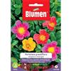 Blumen portulaca grandiflora semplice in miscuglio