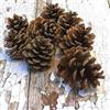 Generic Pigne naturali - Confezione da 10 (6 - 8 cm) | vere pigne per artigianato, decorazioni rustiche, decorazioni autunnali e natalizie