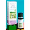 VEGETAL PROGRESS SRL RIBOLIO JUNIOR RIBES NE 10ML