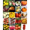 Generico 200 SEMI POMODORO In 20 VARIETA' DIVERSE + OMAGGIO GUIDA ALLA COLTIVAZIONE DEL POMODORO AMERICAN RIBBED ORANGE, SAN MARZANO ROSSO E GIALLO, BELMONTE, BIANCO GIGANTE ED ARCOBALENO E ALTRI POMODORI
