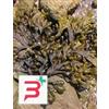 HERBOPLANET Srl TSA FUCUS VESICULOSUS 50 ML