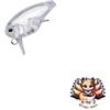 EVERGREEN NUOVO Evergreen Killer Bug 23 #01 trasparente
