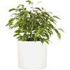 Fox & Fern Fox&Fern Vaso da fiori M - Fioriera grande 24 cm con drenaggio dell'acqua per piante da interni ed esterni - adatto per fioriera Fox&Fern M (diametro 25 cm) - fatto a mano, colore: bianco opaco