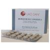 LAO DAN SRL Bupleurum Angelica 60 Capsule