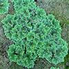 AquaPlants Azolla filiculoides - Piante Vive per Acquario