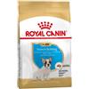 Royal Canin Breed French Bulldog Puppy Crocchette Alimento Secco per Cani French Bulldog Cuccioli -12 mesi Sacco 3 Kg