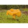 Cantharellus Cibarius (Nome Volgare Gallinaccio), Micelio, per Coltivare Funghi