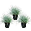 exotenherz Festuca blu - Festuca glauca - set con 3 piante - vaso 9cm