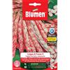 Blumen fagioli borlotti rampicanti lingua di fuoco 3
