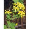 Tsa Hipericum Perforatum 50ml