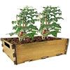 PLANTAWA Kit di semina per pomodori, kit di coltivazione per orto urbano, fioriera interna per casa, kit coltivazione di piante naturali pomodori freschi