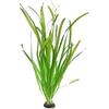 Aquadip 3 x Giant Vallisneria - Vallisneria Gigantea - Piante d'acquario