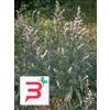 HERBOPLANET Srl TSA ARTEMISIA VULGARIS 50 ML