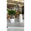 Vandas. Bonsai+vaso