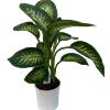 Vandas. Dieffenbachia Tropic