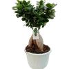 Vandas. Ficus ginseng bonsai