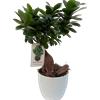 Vandas. Ficus ginseng bonsai