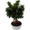 Vandas. Ficus ginseng bonsai