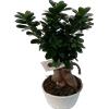 Vandas. Ficus ginseng bonsai