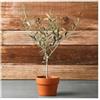 Vivaio di Castelletto Ulivo olivo Olea europea pianta in vaso bio ø8 cm mensa olio Vivaio di Castelletto