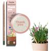 Sprout World Matite Piantabili Thank You Edition, Confezione da 5 con semi | Matite con semi di fiori e legno ecologico; regalo sostenibile per dire grazie; ideale per scuola; da piantare ogni giorno
