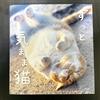 Zutto Kimama Neko Cat Photo Picture Art Book 96 pagine copertina morbida Aoi ...