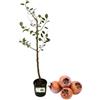 Piantine da Orto P. Piantine da Orto | Nespolo, Pianta in Vaso Diametro 22 cm, Pianta da Frutto in Vaso, Pianta Vera da Esterno, Giardino o Vaso in Terrazza, Vivaio Italiano
