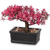 Hollyone Albero Bonsai Artificiale Rosa da 16,5 cm - Pianta Giapponese da Interno, Podocarpus Artificiale per Decorazione della Casa, Scrivania, Tavolo, Ufficio