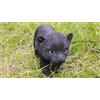 HI-LINE RUNADI Hi- Line Gift 87696-B - Statua a forma di cucciolo di pantera, colore: Nero
