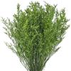 RUGBOL Fiori secchi, fiori di statice secchi a mazzo per composizioni fai da te per la tua casa, la camera da letto e il soggiorno (100 g)