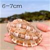 Maggiore Arpa Naturale Mare Conchiglia Acquario Pesce Tender Soprammobile Casa