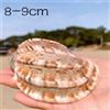 Maggiore Arpa Naturale Mare Conchiglia Acquario Pesce Tender Soprammobile Casa