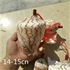 1x Naturale Conchiglia Corno Piffero Mare Snail Giocattolo Novità Gift Strumento