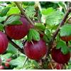 Generic 1 PIANTA DI UVA SPINA ROKULA ROSSA