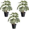 Pianta artificiale Splitphilodendron - kaiserkraft