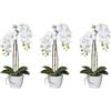 Pianta artificiale Mini orchidea Phalaenopsis - kaiserkraft