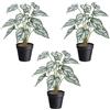 Pianta artificiale Syngonium - kaiserkraft