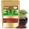 Magic of Nature: 1kg Semi di Crescione - Formato Scorta | Sana Alimentazione Vegana - Freschi & Alta Germinazione - Lepidium sativum