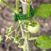 KINGLAKE 100 clip per piante da giardino, clip di supporto per piante da giardino, clip per fiori per fissare pomodori, verdure, cetrioli (verde)