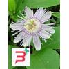 HERBOPLANET Srl TSA PASSIFLORA INCARNATA 50 ML