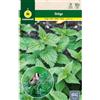 M MASCARELL SEMILLAS DESDE 1920 Mascarell - Semi, ortica, semi di erbe aromatiche per piantare, creare il proprio orto a casa, 0,4 grammi