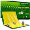 SYNERIX Trappole Scarafaggi Trappola per Colla - 31.5 cm x 21 cm Trappole per Blatte Professionale con Ultra Adesive(10 Pezzi)