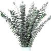 pclapora 12 Pezzi Eucalipto Essiccato Naturale, Decorazione di Fiori Secchi, Eucalipto Essiccati Steli di Fiori Secchi e Conservati Verde Fresco Naturale, per Balcone Matrimoni Casa Festa Decorazione