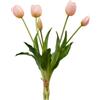 TULIPANO GOMM OLIS MZ5PZ H40 LT PINK