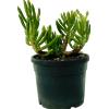 Medplant Senecio Mandraliscae